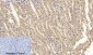 Caspase-3 Polyclonal Antibody